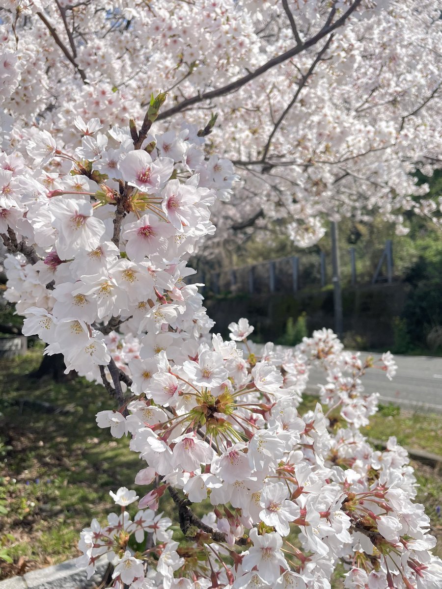 HERESY_928's tweet photo. 春ツーリング🌸 https://t.co/V61TIYrshN