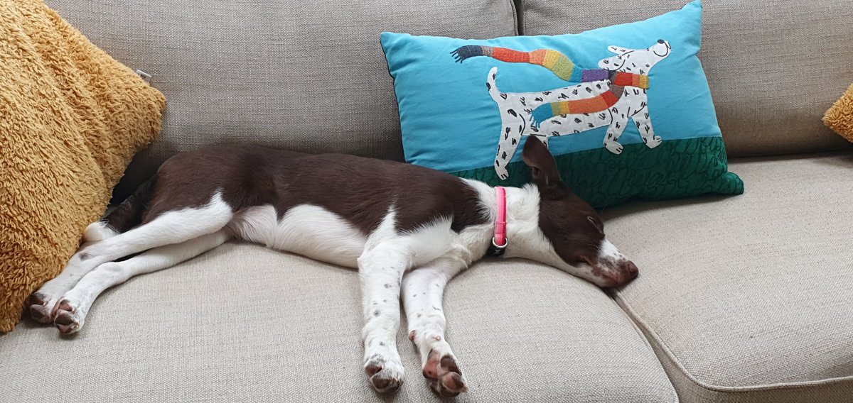 DevonCollieCrew's tweet photo. Saturdays are tough!!!
#dogsoftwitter #dogs @JohnLewisRetail https://t.co/4nv3uwEmWk