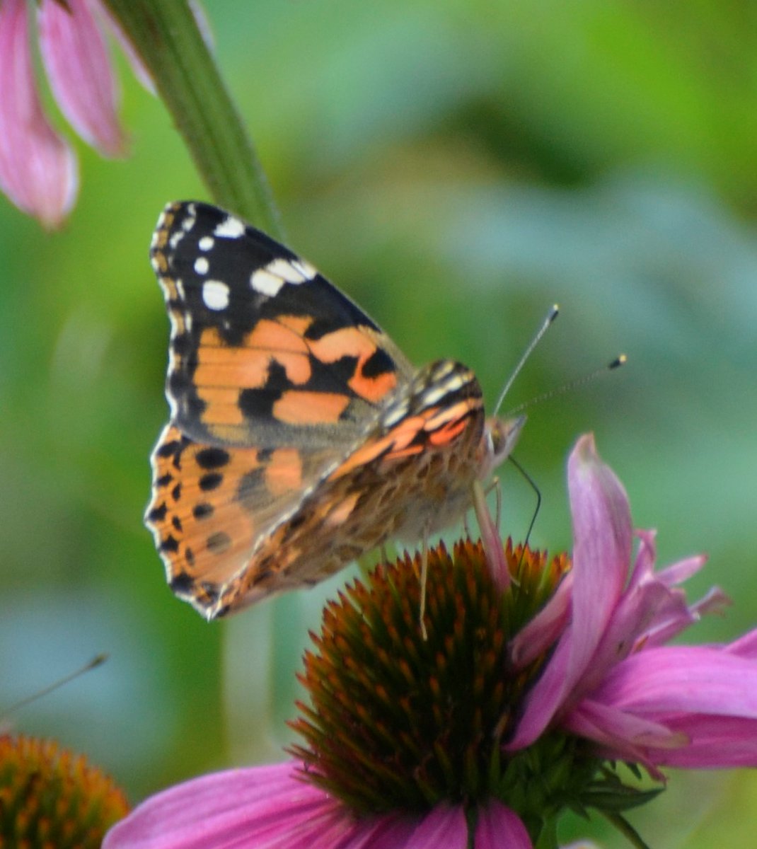 Kijk er weer naar uit dat de 1e distelvlinders in mijn tuin komen. Heb gisteren een donatie gedaan voor nieuwe boek <a href="/elvirawerkman/">Elvira Werkman</a> en hoop dat jullie dat ook gaan doen. <a href="/vlinderNL/">De Vlinderstichting</a> @SoortenNL <a href="/waarneming/">Waarneming.nl</a> 
voordekunst.nl/projecten/1505…