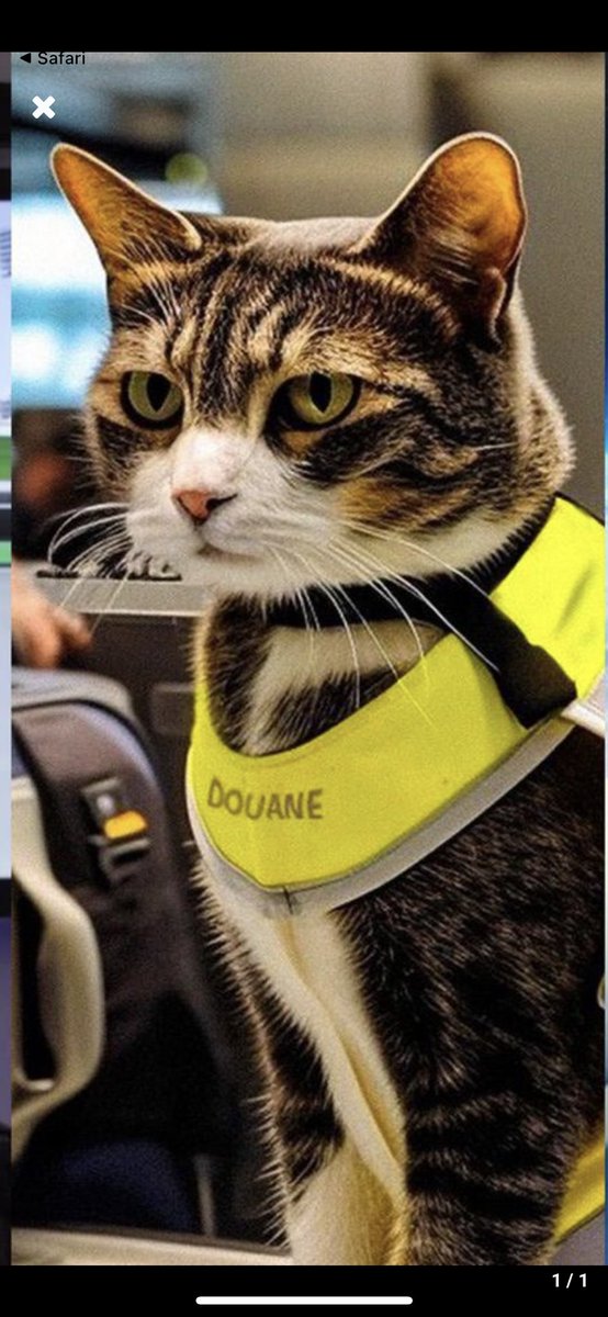Geweldige 1 april grap. De beste sinds jaren. Een speurkat bij de Nederlandse Douane (foto: Douane Nederland/de Telegraaf)
