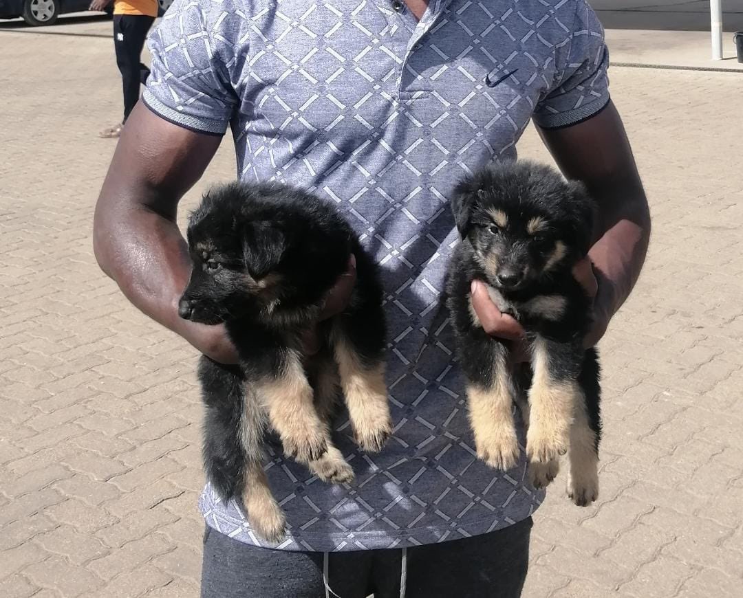uncleflo_'s tweet photo. *🐶🐶DOGS FOR SALE 🐶🐶*

🐕: Breed : GSD
🦧 : Puppies: 7 weeks now 
🦍: BOTH sex available
💉: Vaccines &amp; Deworming up to date
💵: Price :$150 
📍📍📍:Chitungwiza 

contact 0783249328 for more info if u are interested  🐾
We will connect u with your new friends for life https://t.co/SbKUcnTDfE