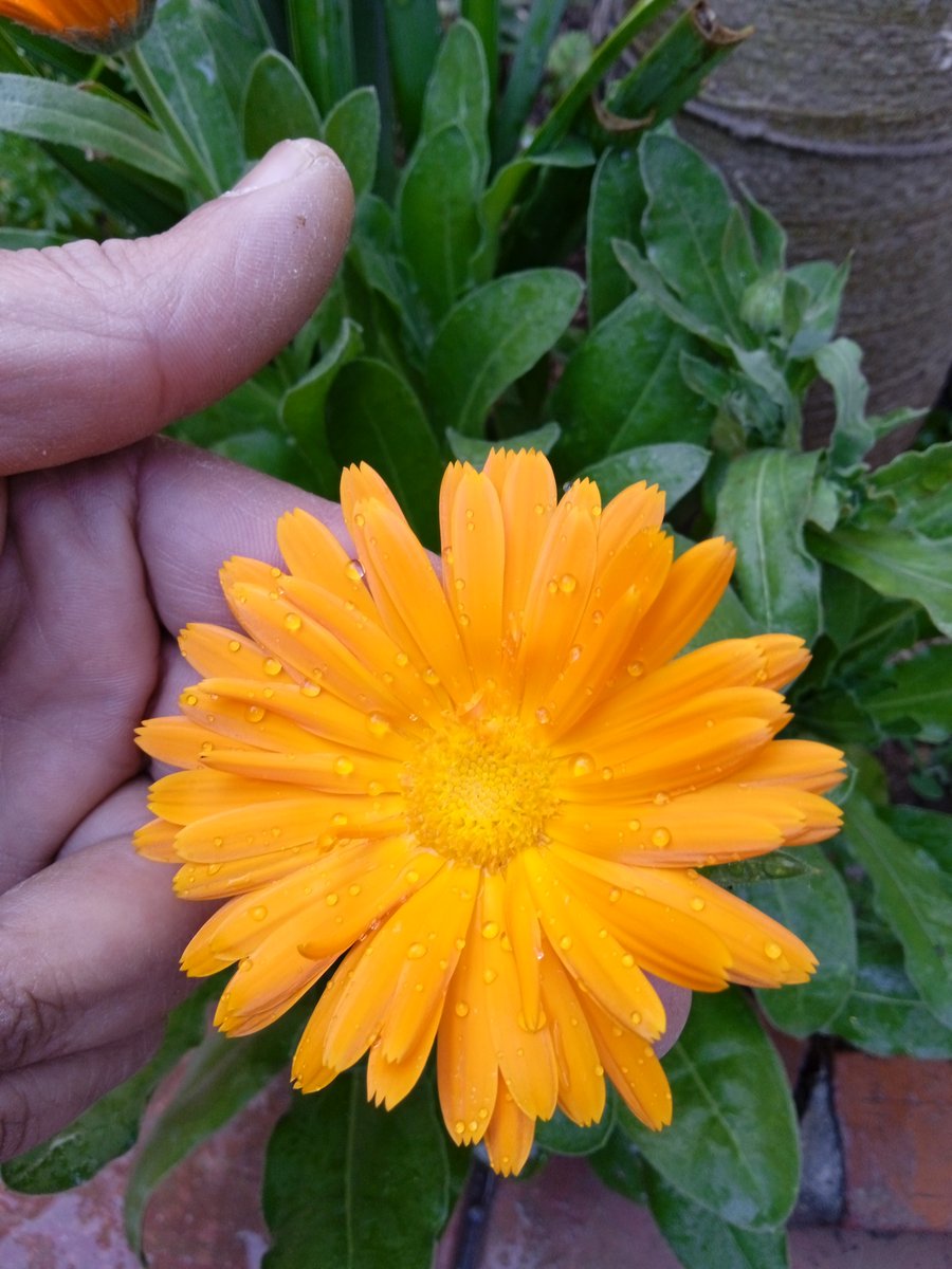 Calendula is fast growing annual that is easy to germinate and simple to care for. It is a satisfying choice for beginning gardeners that quickly rewards with fast and generous crops of showy flowers...chokrihomeandgarden.blogspot.com/2018/04/how-to…
#calendula #flowers #gardening #growingflowers #garden