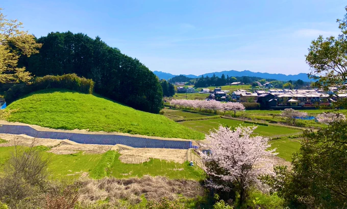 今日お花見してきた。明日香村はやっぱいいなぁ 