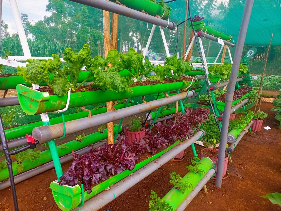 SokofarmKE's tweet photo. Urban and Peri Urban farming technologies.
πΈ: @Kalroseeds #kalroat10 https://t.co/ONLlSiPrHM