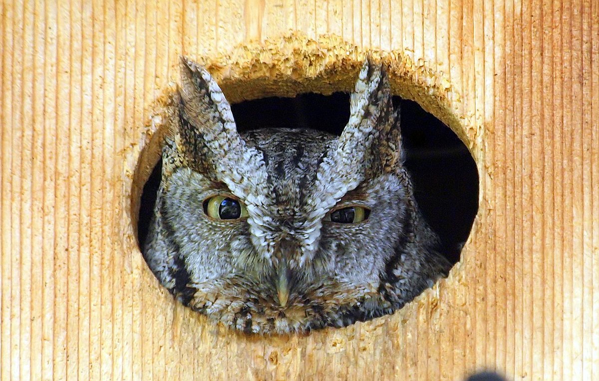 Frack's Reaction To A Noisy Blue Jay
How dare it disturb her beauty sleep!
Female Eastern Screech Owl (Megascops asio)
kapturedbykala.com/birds/i-L6MbJz6
#Stinkeye #owls #Urbanwildlife #ScreechOwl #NaturePhotography #Owlhouse