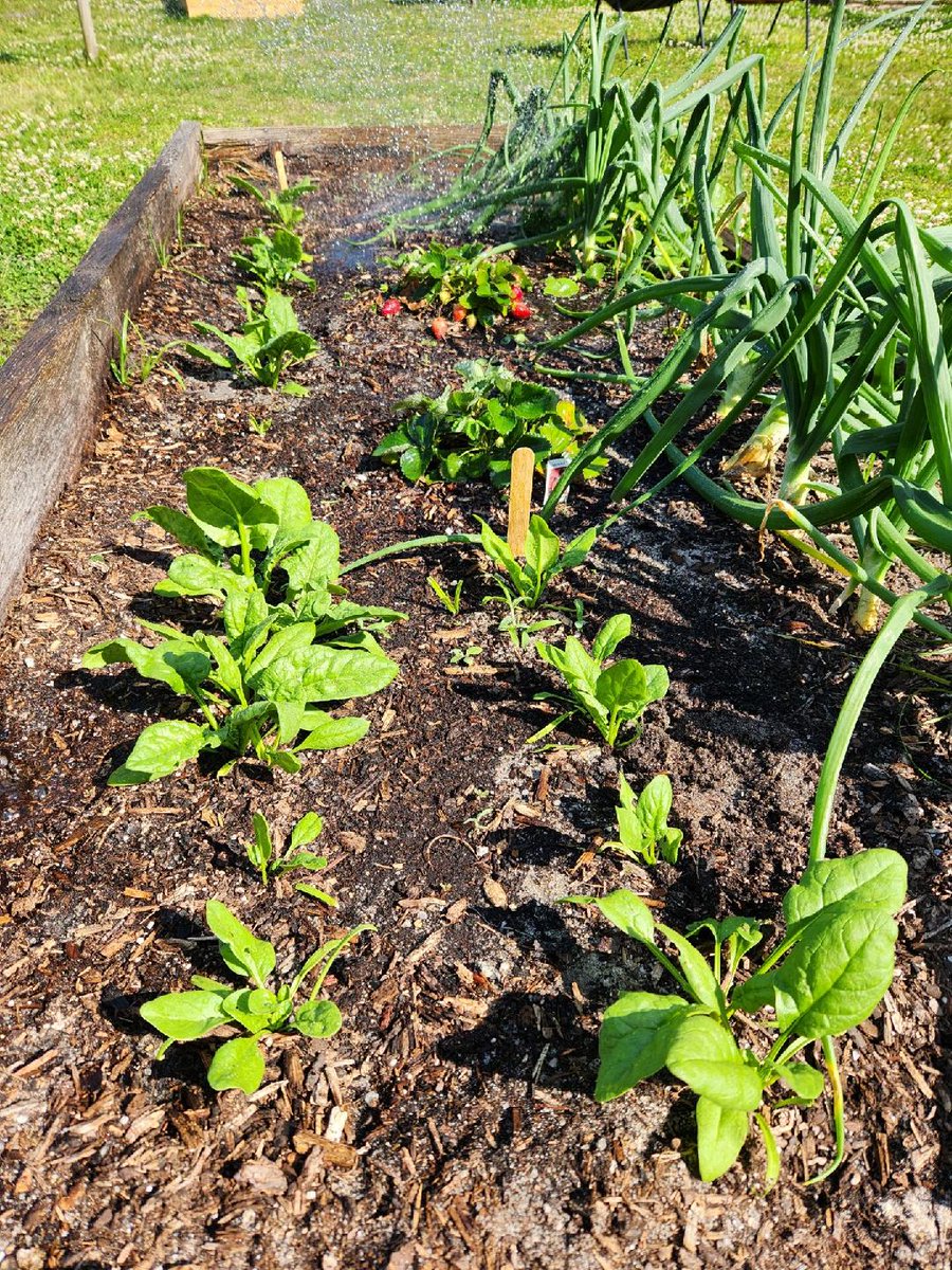 loopitupsav's tweet photo. Lots of beautiful spring veggies and fruits popping up in the garden at Heard Elementary School! #STEAMDREAM #SchoolGardens @heardelementary https://t.co/JzEzMtGQHY