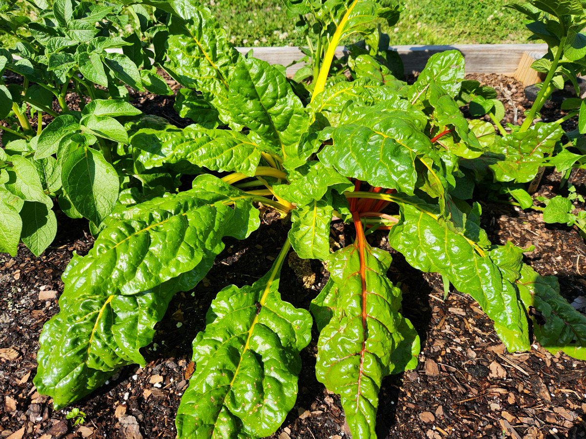 loopitupsav's tweet photo. Lots of beautiful spring veggies and fruits popping up in the garden at Heard Elementary School! #STEAMDREAM #SchoolGardens @heardelementary https://t.co/JzEzMtGQHY