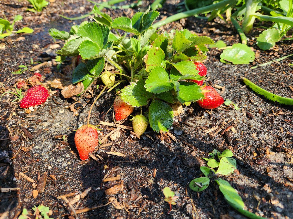 loopitupsav's tweet photo. Lots of beautiful spring veggies and fruits popping up in the garden at Heard Elementary School! #STEAMDREAM #SchoolGardens @heardelementary https://t.co/JzEzMtGQHY