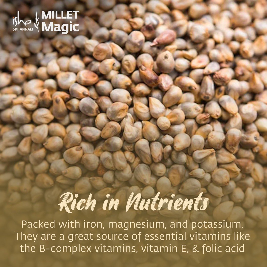 Ishalifeindia's tweet photo. Millet of the month- Pearl millet

Try now 
Link in bio

#millets #yearofmillets #pranic #pranicfood #pranicrecipes #superfoodnutrition #ishayoga #highernutritionalvalue #heatresistant #droughtresistant #pestresistant #allsoiltypes #shreeannan #milletmagic #greatforsoil #yogicwisdom #yogicscience #yogicsuperfood #ishafoundation #sadhguruwisdom #ishalife