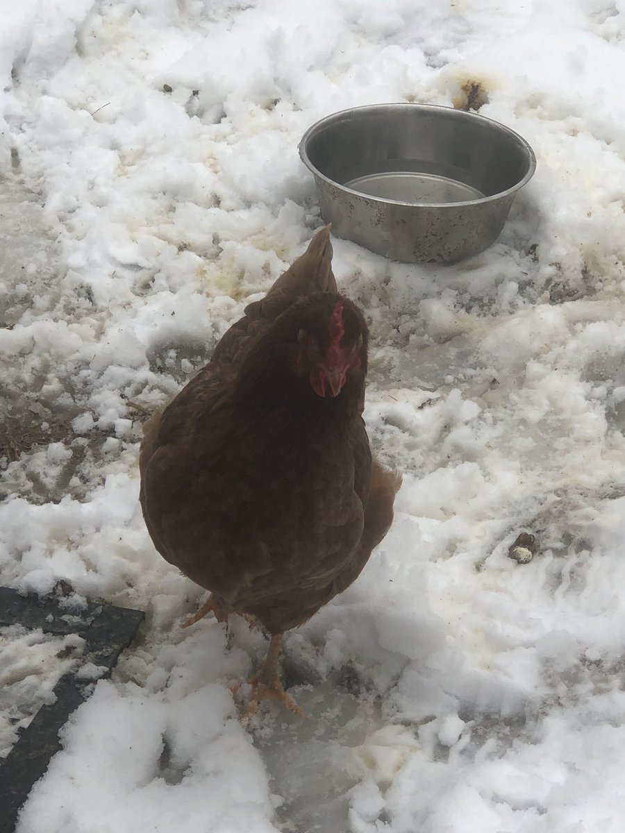 LibertyMe15's tweet image. One of my favorite parts of the day is hanging out with these weirdos in the morning!! #chickens #Foodsovereign