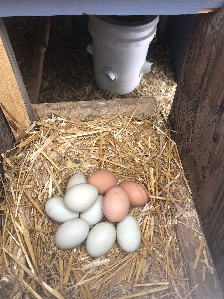 LibertyMe15's tweet image. One of my favorite parts of the day is hanging out with these weirdos in the morning!! #chickens #Foodsovereign