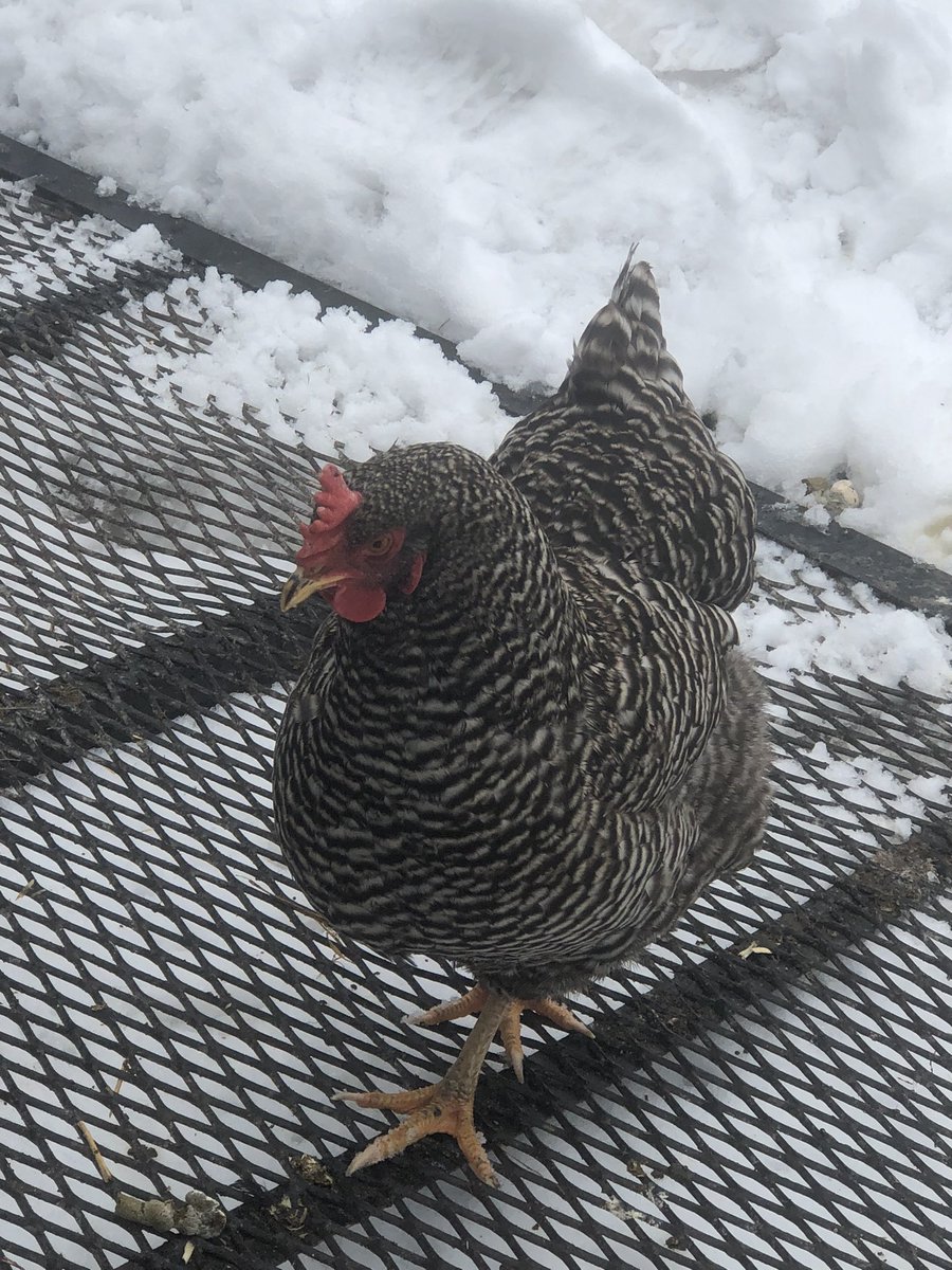 LibertyMe15's tweet image. One of my favorite parts of the day is hanging out with these weirdos in the morning!! #chickens #Foodsovereign