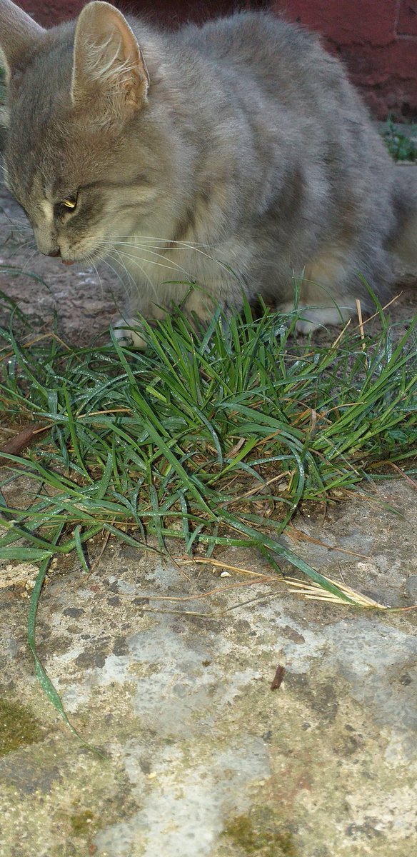 Rguez24980934's tweet photo. Bonita bb🐱 https://t.co/Rlaja9KX54
