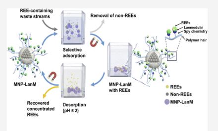 EnvSciTech's tweet photo. A new study published in ES&amp;T reports a novel biosorbent for highly selective and efficient recovery of rare earth elements from low-grade feedstocks.  Read the full story:  https://t.co/B1AKwVwFuR https://t.co/SpfdBf9GEa