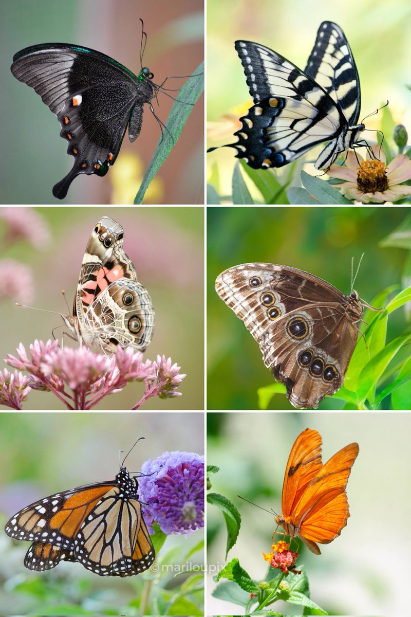 🦋Enjoy your weekend!🦋A collage of butterflies that I've shared here in Twitter🦋 for #SixOnSaturday #sixonsaturday #ThePhotoHour #day90of365 #butterflies #NaturePhotography #PhotographyIsArt #ButterfliesofTwitter #Nikon