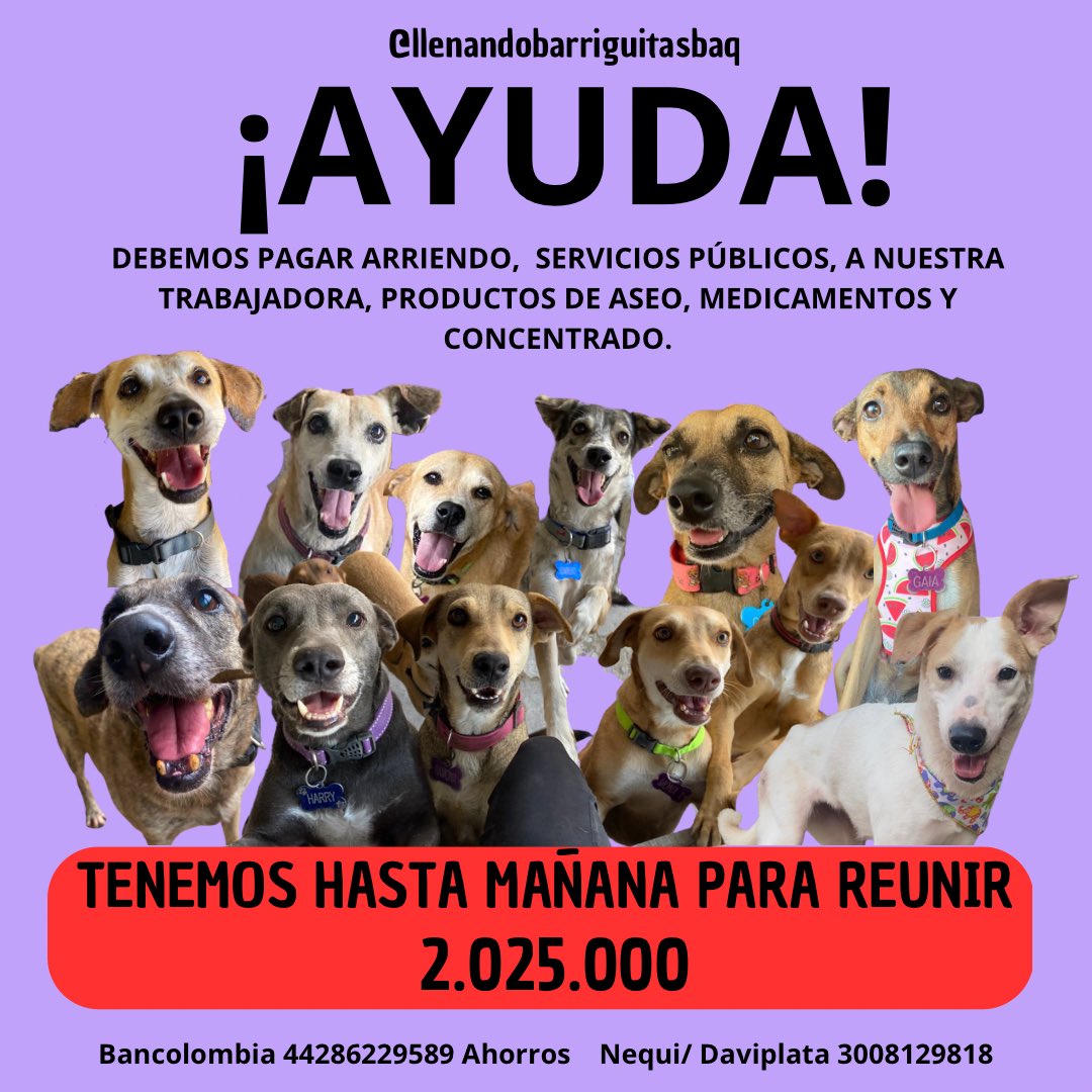nana1gc's tweet photo. TENEMOS HASTA MAÑANA PARA REUNIR EL PAGO DE LA TRABAJADORA DEL REFUGIO😢💔
Porfi🙏🏻 si todos los meses están siendo así no vamos a poder seguir por mucho tiempo😔😔 cualquier aporte es muy valioso!! DIFUNDIR TAMBIÉN ES AYUDA🙏🏻 https://t.co/xLpsIFAMpv