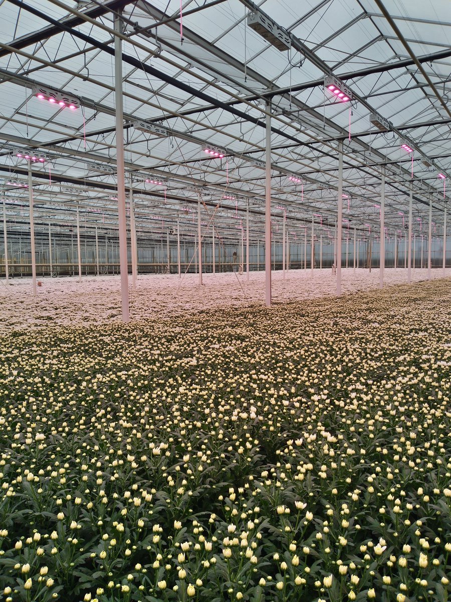 ServaasStoop's tweet photo. Bij https://t.co/PvJXWID6a5 #Tuil, de grootste chrysantenkwekerij van Nederland, zijn deze snijbloemen in allerlei kleurvariaties ontelbaar. In de kas een boeiend gesprek gehad over hectische ontwikkelingen in de energievoorziening. #KomindeKas #netbeheer #terugleveren #ledlicht https://t.co/6RoX8PqiX6