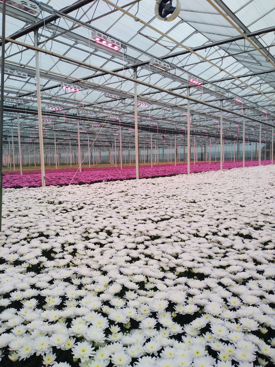 ServaasStoop's tweet photo. Bij https://t.co/PvJXWID6a5 #Tuil, de grootste chrysantenkwekerij van Nederland, zijn deze snijbloemen in allerlei kleurvariaties ontelbaar. In de kas een boeiend gesprek gehad over hectische ontwikkelingen in de energievoorziening. #KomindeKas #netbeheer #terugleveren #ledlicht https://t.co/6RoX8PqiX6