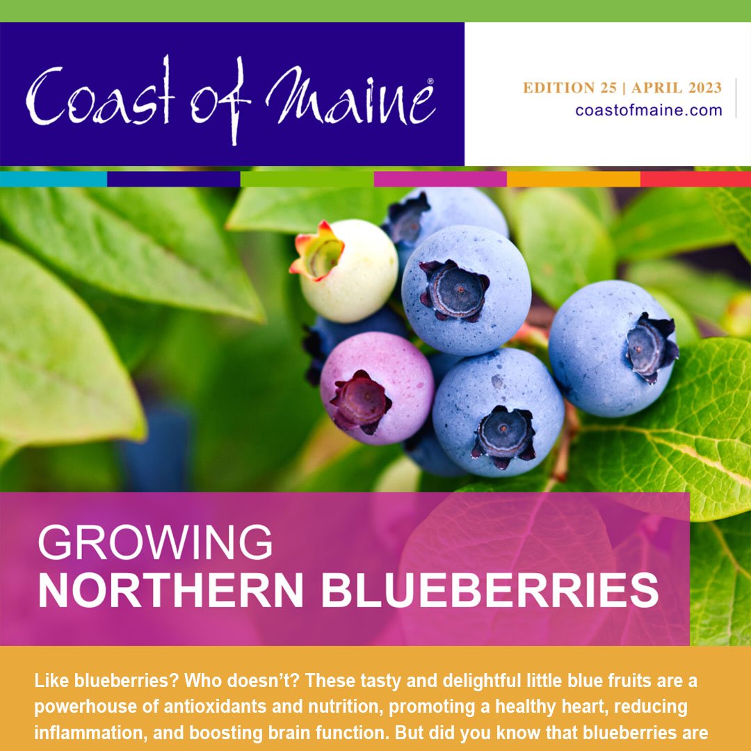 Like blueberries? 🫐 Who doesn’t? These tasty and delightful little blue fruits are a powerhouse of antioxidants ... and there’s more! 
👉 coastofmaine.com/newsletters/CO…
 #costofmaineorg #organic #buylocal #blueberries #blueberrieslover #blueberry #acidloving #plantfood #plants