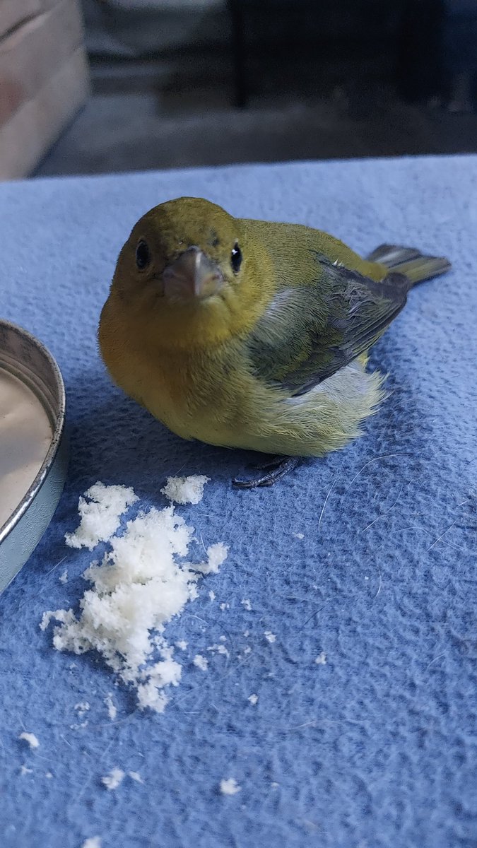 AniiBohorquez's tweet photo. Ayer llegando de la feria 
De adopción  encontramos este lindo parajarito fatigado y cansado en pleno paso peatonal 
Lo ayudamos al brindarle  un poco de agua ,descanso y siguió su vuelo 🤗😊💚
Estamos en época de aves migratorias
Muchas veces estas lindas aves 👇🏼 https://t.co/cIN0UIboS9