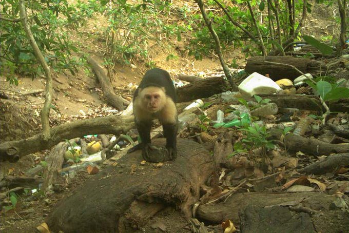 Rainmaker1973's tweet photo. Researchers have discovered that one population of white-faced capuchin monkeys in Panama have entered the Stone Age. The monkeys have started using stone tools to break nuts and shellfish, making them the fourth type of primates to do so after us [more: https://t.co/MeZuKdQ75w] https://t.co/8elDuxPqYd
