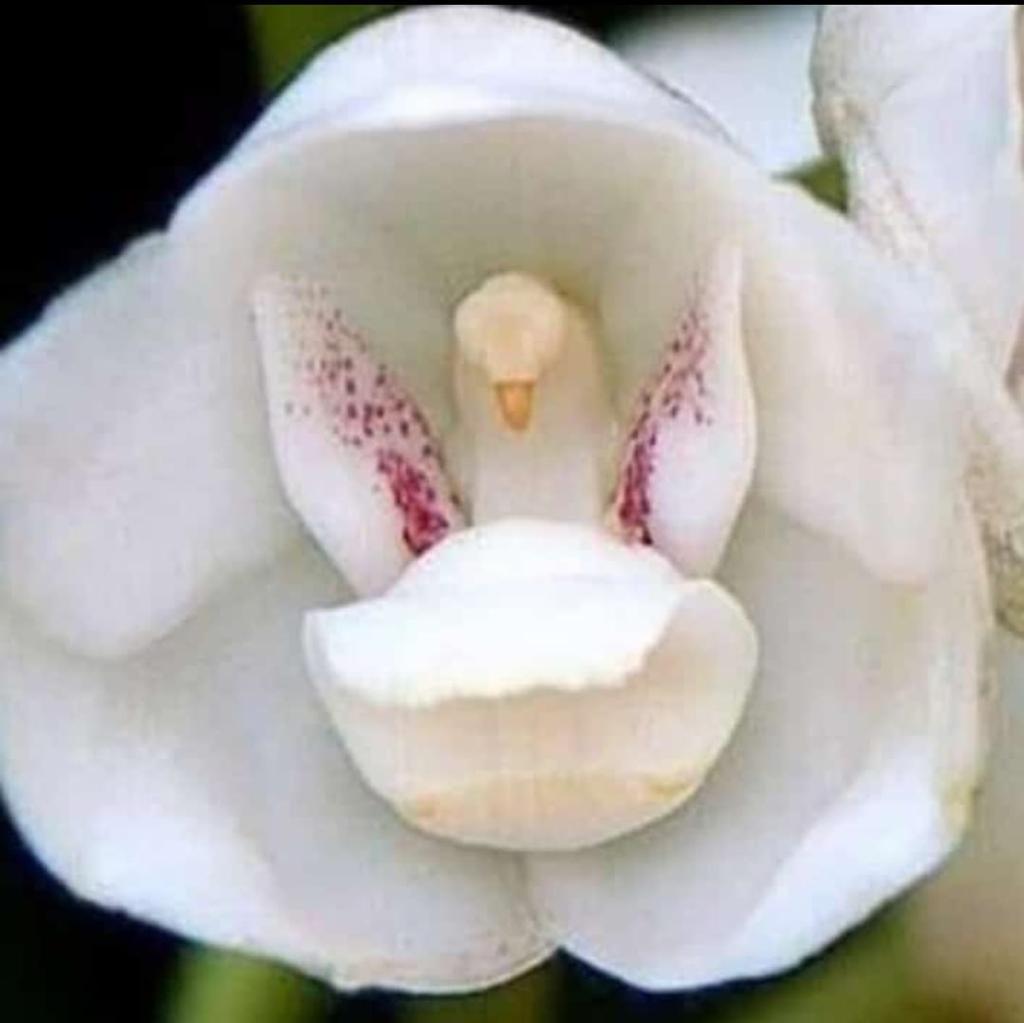 zulmaurorafaiad's tweet photo. AMORSORES COMPARTO ESTA ORQUIDEA QUE ME MANDA DESDE ITALIA CLAUDIA BORCHETTI*POR El SÁBADO DE GLORIA* https://t.co/wker7ucp2v