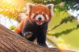 PandaMania_NFT's tweet image. Wassup #pandafam happy saturday! Have a blast ⭐

The weekend is here, it&apos;s time to recharge, refresh, &amp;amp; refocus. Take time for self-care, connect with loved ones, &amp;amp; do things that bring you joy. 💫🐼 Have a wonderful weekend 🥰

#RedPandas are a reminder that even the smallest &amp;amp;…