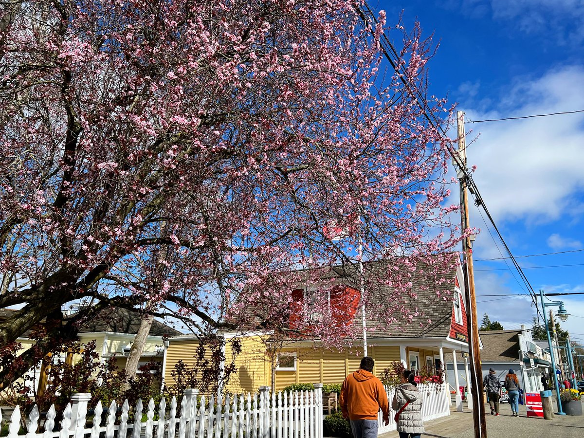 Stop by and admire the cherry and plum blossoms in Town Square Park on your way to the Richmond Cherry Blossom Festival April 2nd at Garry Point Park🌸🌸🌸 #Steveston #RichmondBC