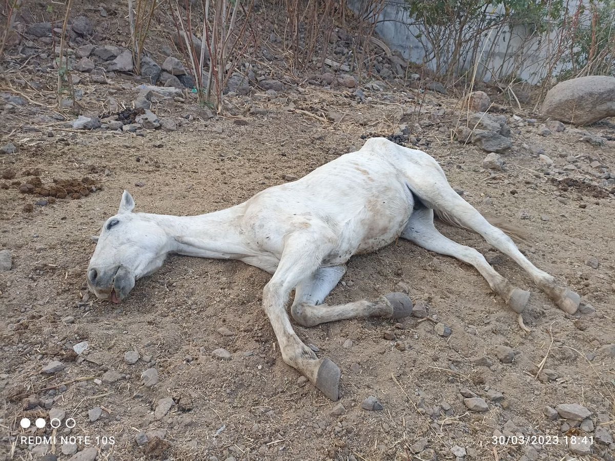 Alina_Gag's tweet photo. .@SergioChavez_D: en ti esta que estas yeguas maltratadas y casi asesinadas se vayan a curarse a un lugar especializado que tiene todo listo para recibirlas o que sigan ahí

Te pedimos intervención. Tener respeto y empatía por la vida es lo mínimo a pedir a nuestros gobernantes https://t.co/kbuo9ipPRd