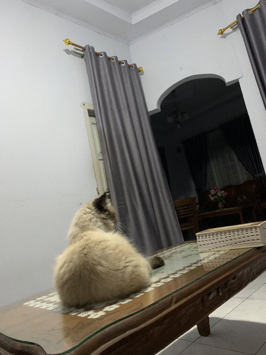 canyieole's tweet photo. tampak belakang kucing bau kambing https://t.co/MD3MQ6BZqR