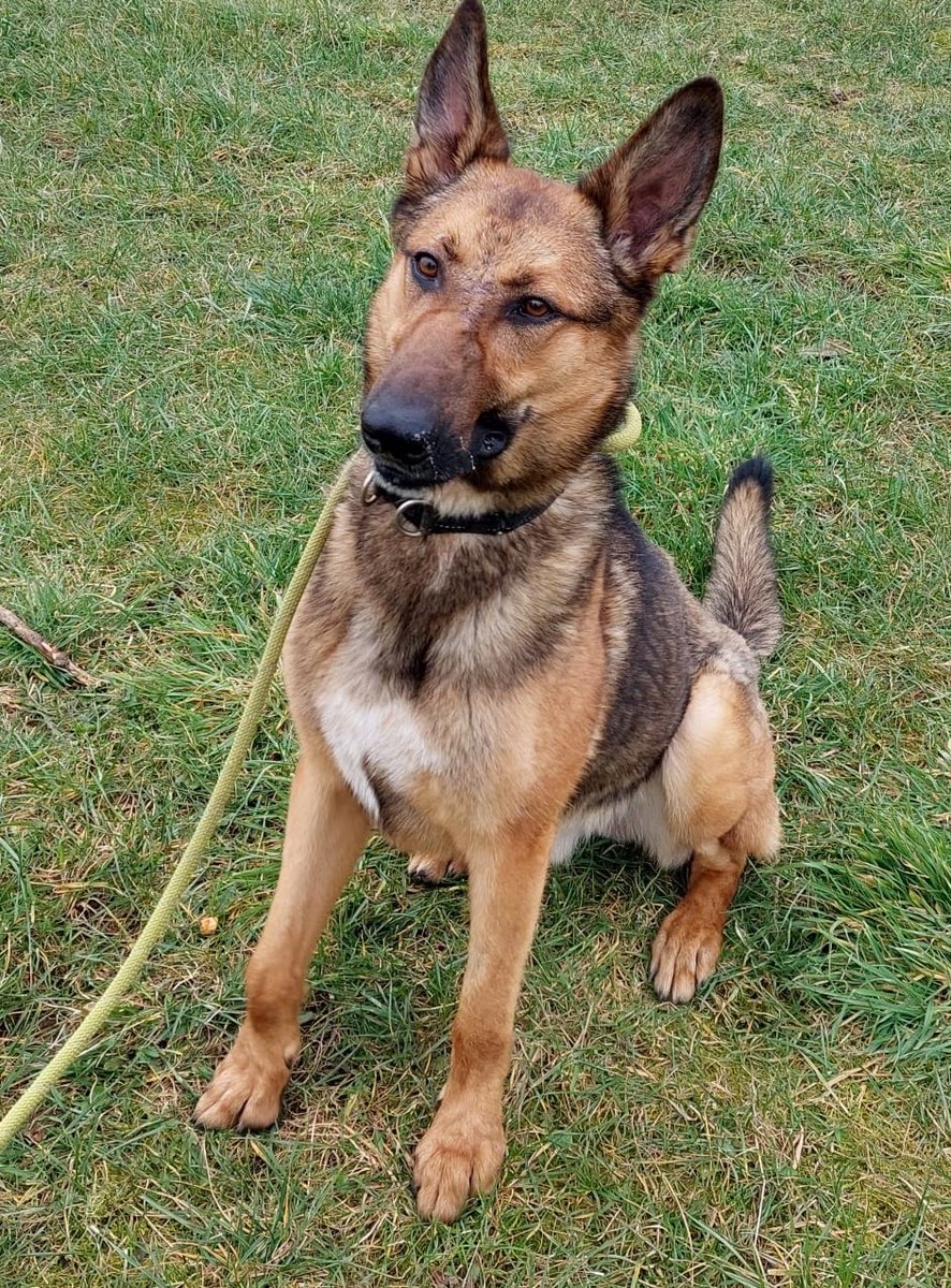 gsrescueelite's tweet image. Brock is around 2yrs old and this boy loves to entertain, never a dull moment when he is around ! Brock can live with older kids but needs firm boundaries in the home 
#dogs #GermanShepherd #Notts 
gsrelite.co.uk/brock/