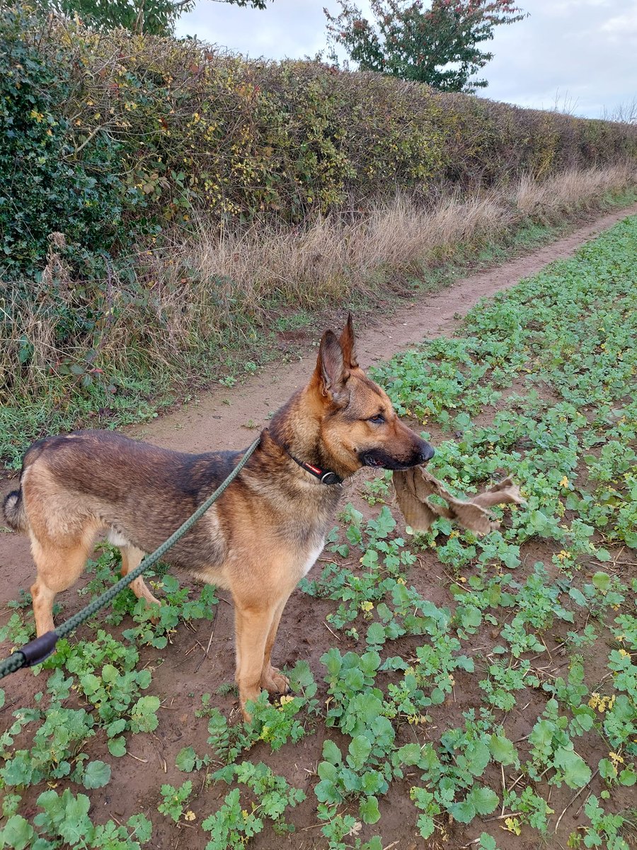 gsrescueelite's tweet image. Brock is around 2yrs old and this boy loves to entertain, never a dull moment when he is around ! Brock can live with older kids but needs firm boundaries in the home 
#dogs #GermanShepherd #Notts 
gsrelite.co.uk/brock/