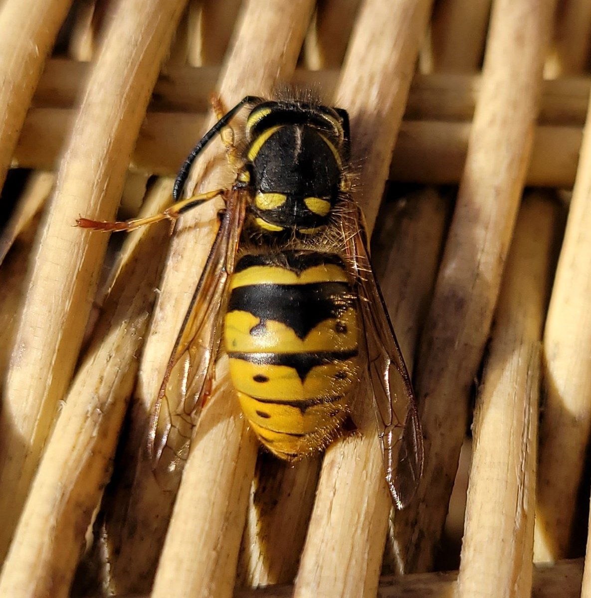 Steve Gane tweet media