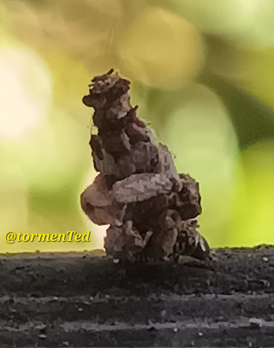 tormenTed's tweet photo. I was fascinated by this tiny creature yesterday and still very curious to know what it is? Any #entomologists out there? This was as good a pic as I could get and for reference it is about the size of a ladybug (but taller). I don't think it's an ant but I have NFI https://t.co/oZZS7cJAXp