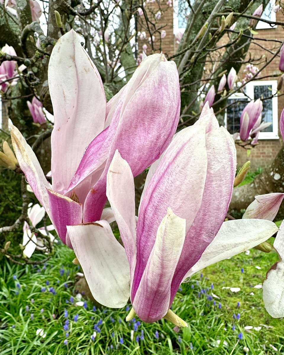 A beautiful pair bringing some #Magnoliamagic ✨ Magnolia × soulangeana 🩷🌸#Flowers #Gardening