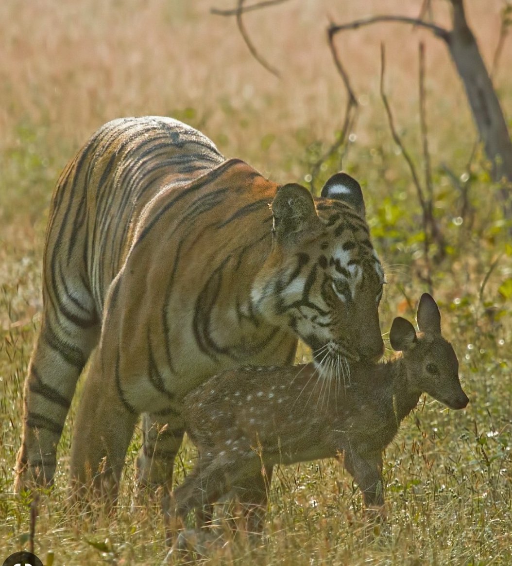 Senase Adande Kinti tweet media