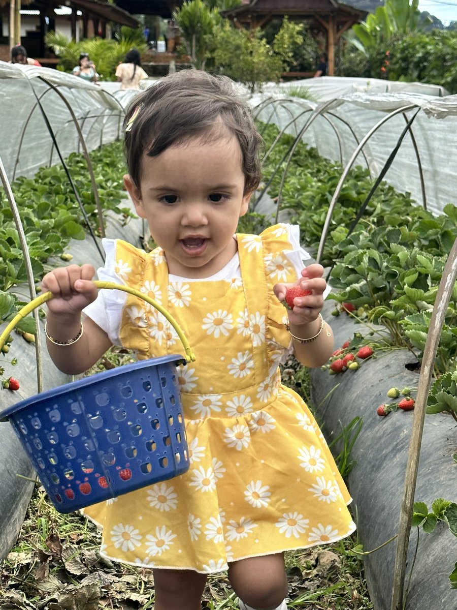 megha_ahuja_'s tweet photo. There's nothing quite like the joy of picking fresh strawberries, especially when you have a little helper by your sideโจ #StrawberryPicking #Momslife #SweetMemories #LittleSunshine #Travel #BerryFun #Bali #OrganicGarden https://t.co/wvCTFgPZoR