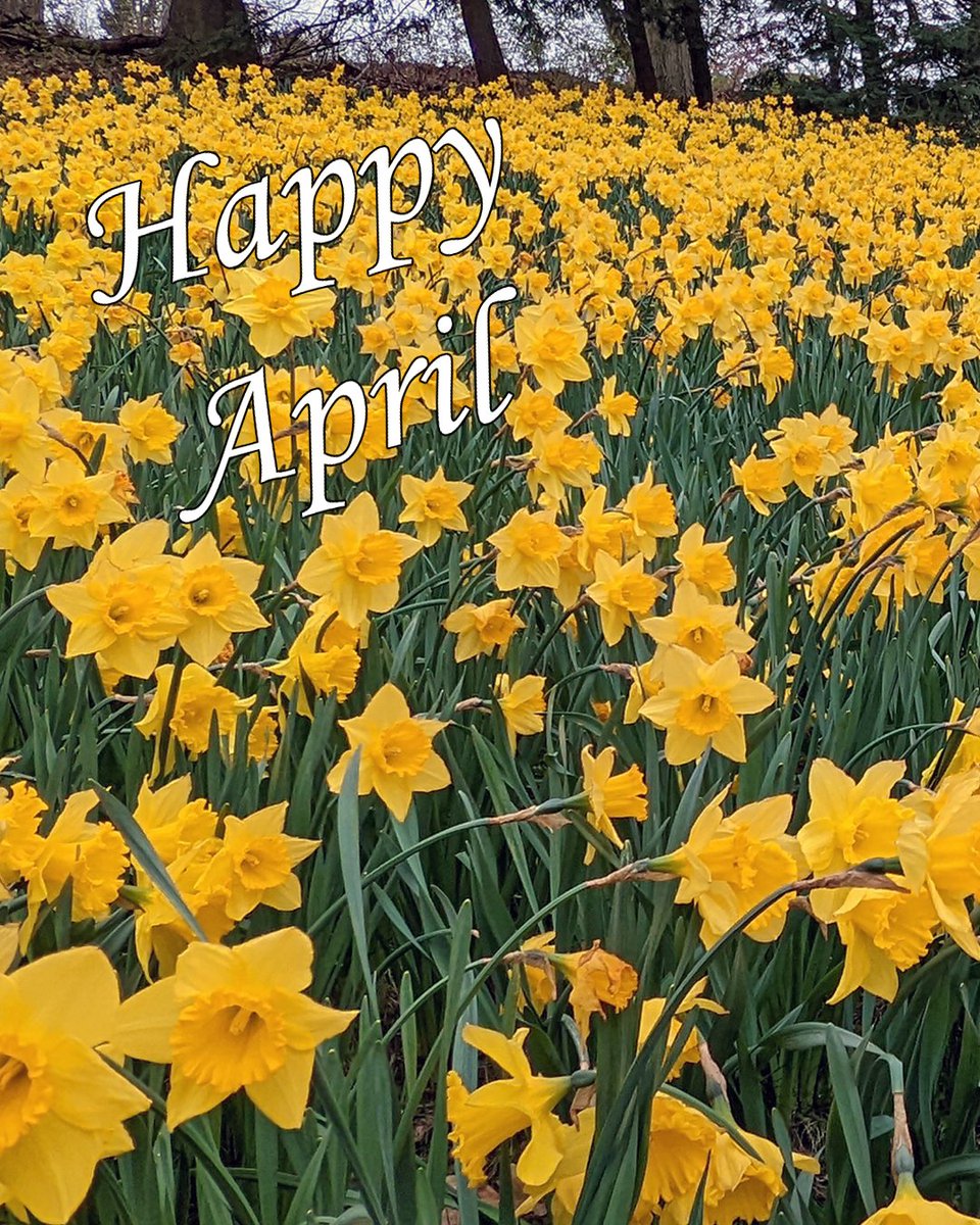 CasualTrekkers's tweet photo. Happy April! – Daffodil Hill
.
.
.
#daffodil #daffodils #daffodilhill #casualtrekkers #ohiofindithere #ohioexplored #myohiofun #beautifulohio #ohioisbeautiful #neoohiofamilyfun #beautiful_ohio_scenes #spring #springtime #cle #theland #cleveland #springflowers #Flowers https://t.co/n6lMbL2MxS