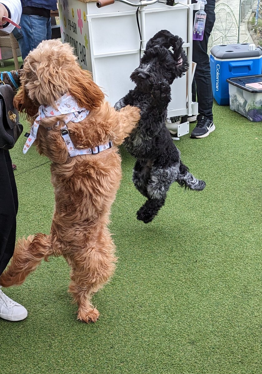 stickwad's tweet photo. Frank enjoyed himself so much at the @popandbarkHQ cockapoo cafe today he was jumping for joy 😂 #cockapoo #dogsoftwitter #dogs #cockerpoo #crazydog #happydog #friends #perros #dogsofinstagram @RW_Genting #BIRMINGHAM #blackandwhitedogs https://t.co/NgRRoVEuaM
