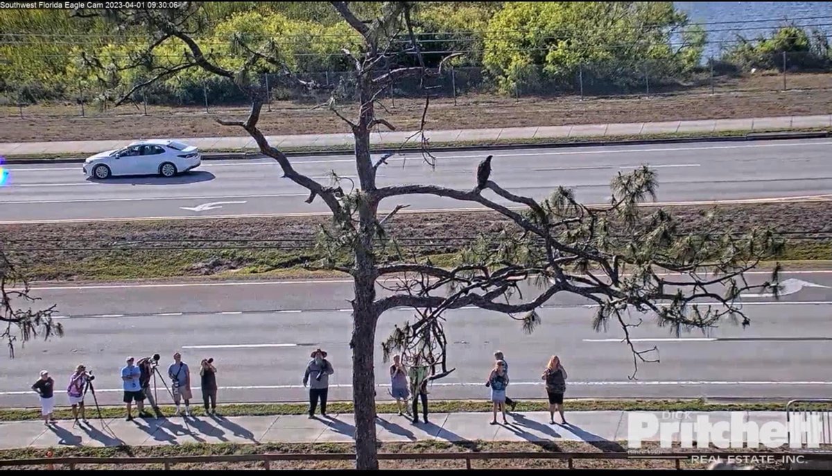 During this sensitive time; please do not visit the nest area and stay off the driveway. Having so many people in the area can spook or deter the Eagles from their normal behaviors causing undue stress and harm.