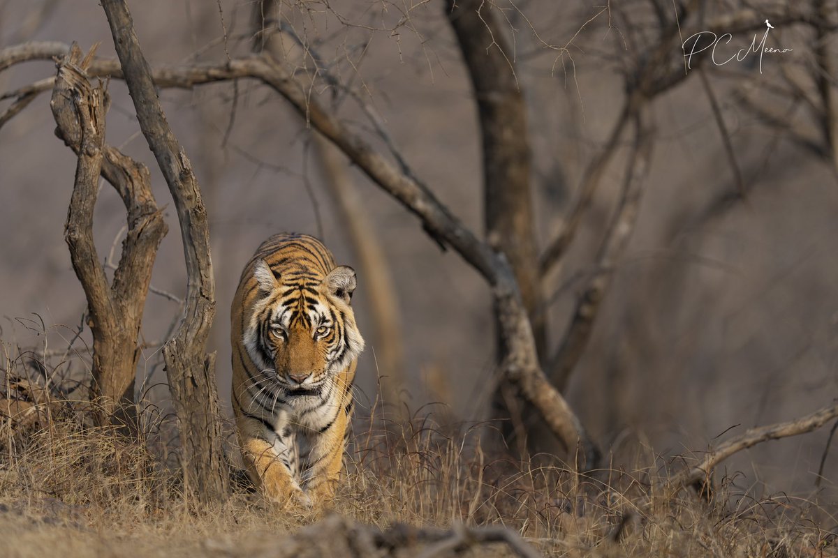pcmeenaIAS's tweet photo. Today, we completed 50 years of the iconic #Project #Tiger. The journey of 50 years of the project has been incredible. 
Today, more than 70% of the tigers in the world resides in India. 

Thanks to all who are involved in saving the beauty of our jungles. https://t.co/N5FaMQvesr