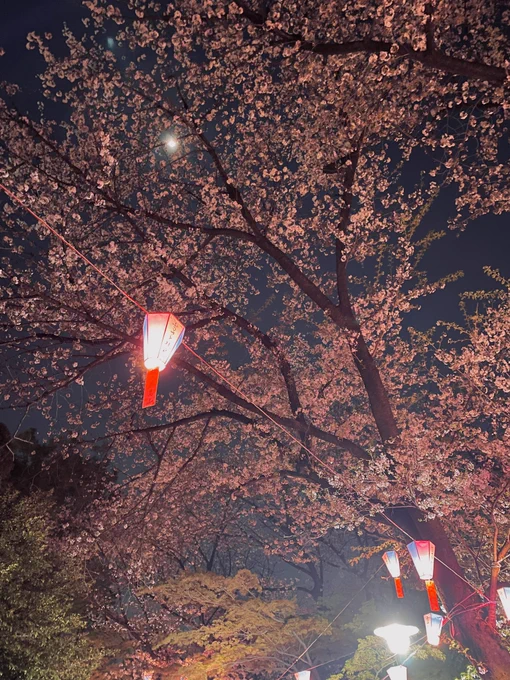 飛鳥山公園昨日来て「一人で見るのもったいね〜〜〜」となったので誘って正解だったな。夕陽がとびきり綺麗だった。 