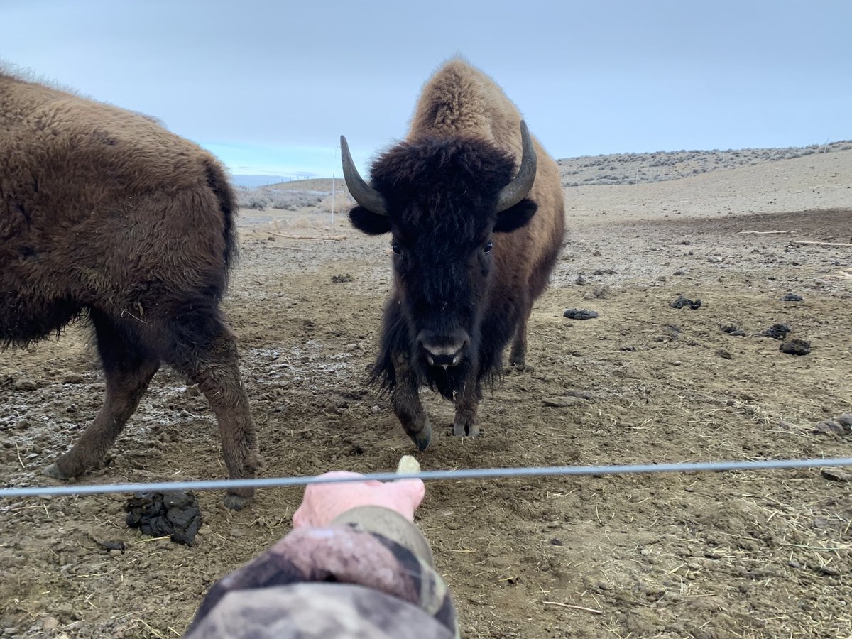 WyoBufGal's tweet photo. Wyoming will be requiring tourists to Yellowstone Park to either stay behind an electric fence or agree to wear an electric shock collar equipped with GPS and a go pro camera that will be live streamed for entertainment &amp; educational purposes.  #patthebuffalo  BTW this is Daisy https://t.co/PIg0rNig7o