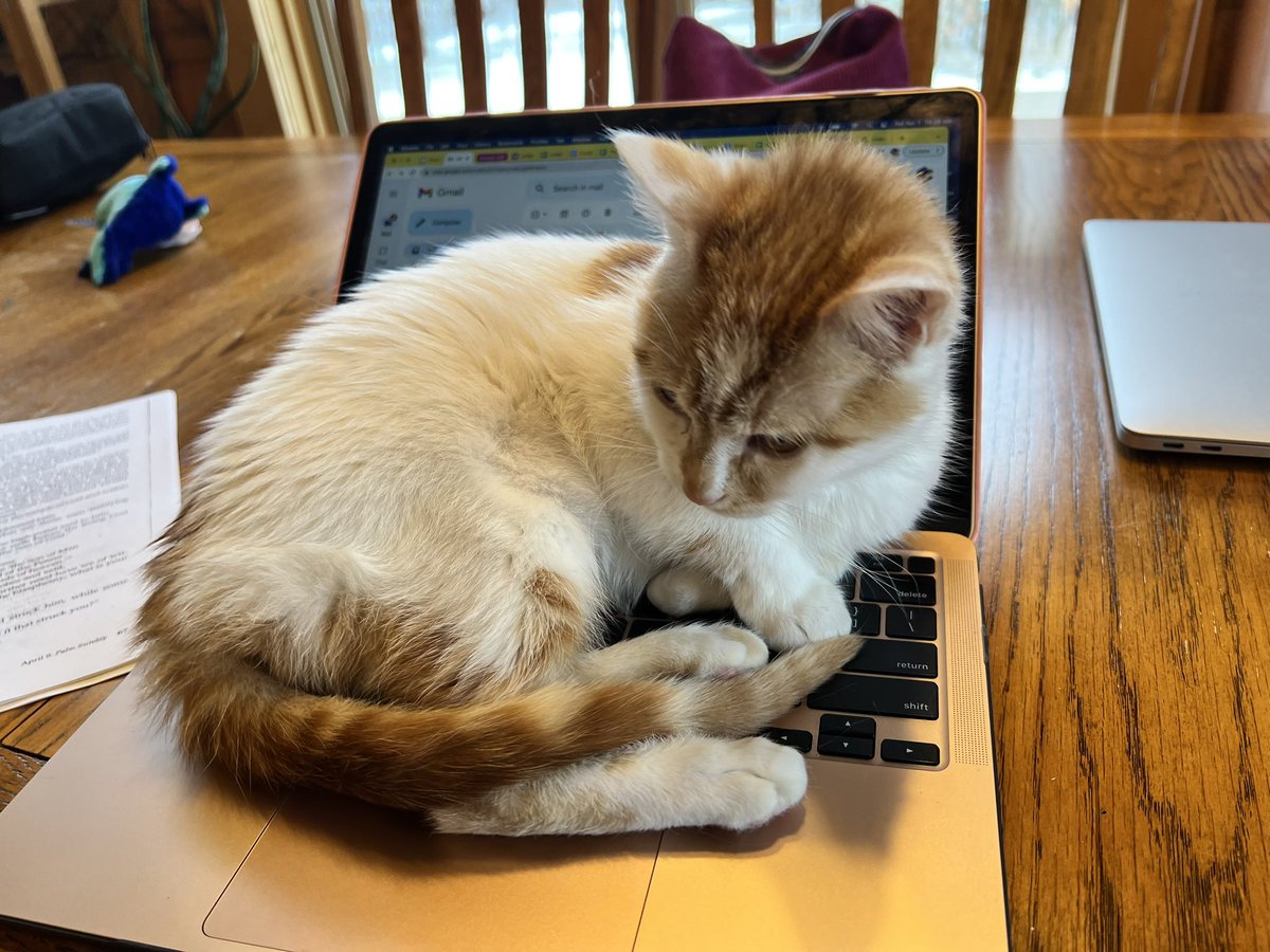 maggieleemchugh's tweet photo. Having trouble getting work done right now. Maybe my new kitty is trying to help me establish a work life balance!

#newkitty #worklifebalance https://t.co/WvL2WJclvw