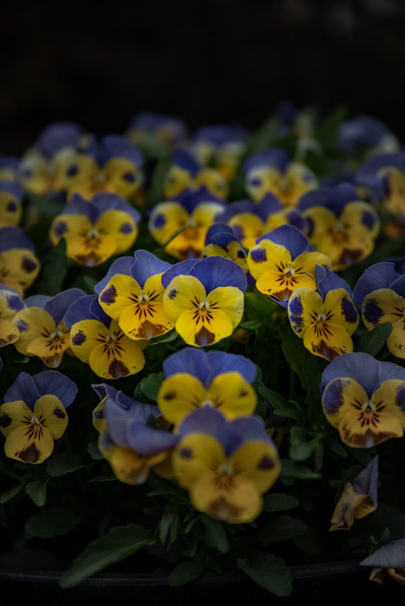 wildwest_kazya's tweet photo. Mr. Anderson, welcome back.
We missed you.
-----
アンダーソン君、おかえり。
君に会いたかった。
======
Theme
-----
#viola #pansy #pansyflower
#ビオラ #ビオラ寄せ植え
Community
-----
#charme_of_macro #hobimflowers #hobimmacro #explore_dof #explore_floral
Gadgets
-----
#nikon #d750
#tamron90mmmacro