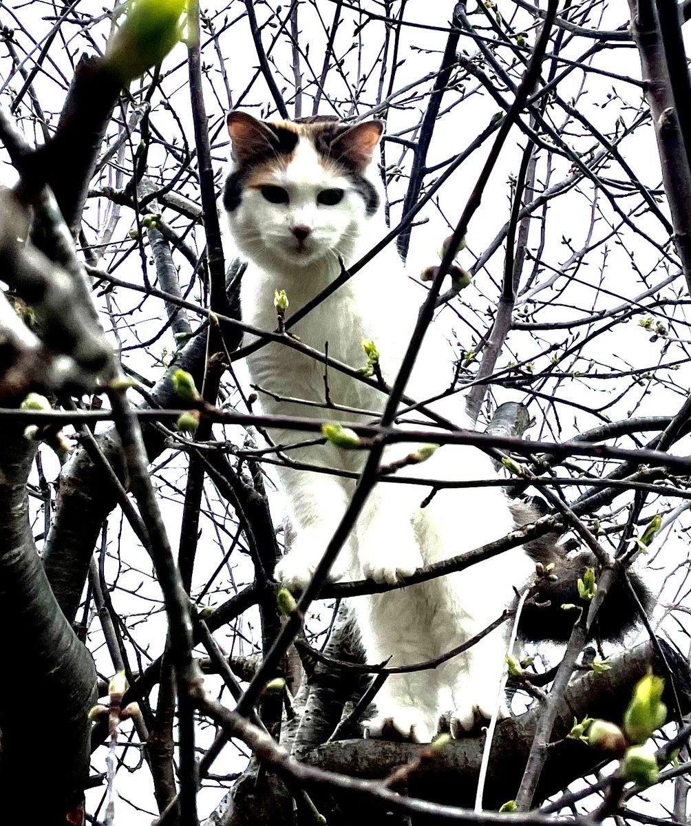 “Up into the (ornamental) cherry tree, who should climb but little me”, said Robert Louis Stevenson. And more recently, me! Happy #Caturday to all ❤️
