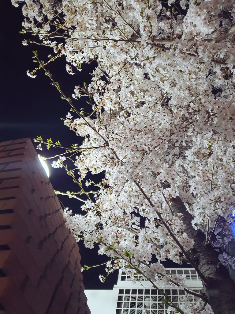 김강도 tweet media