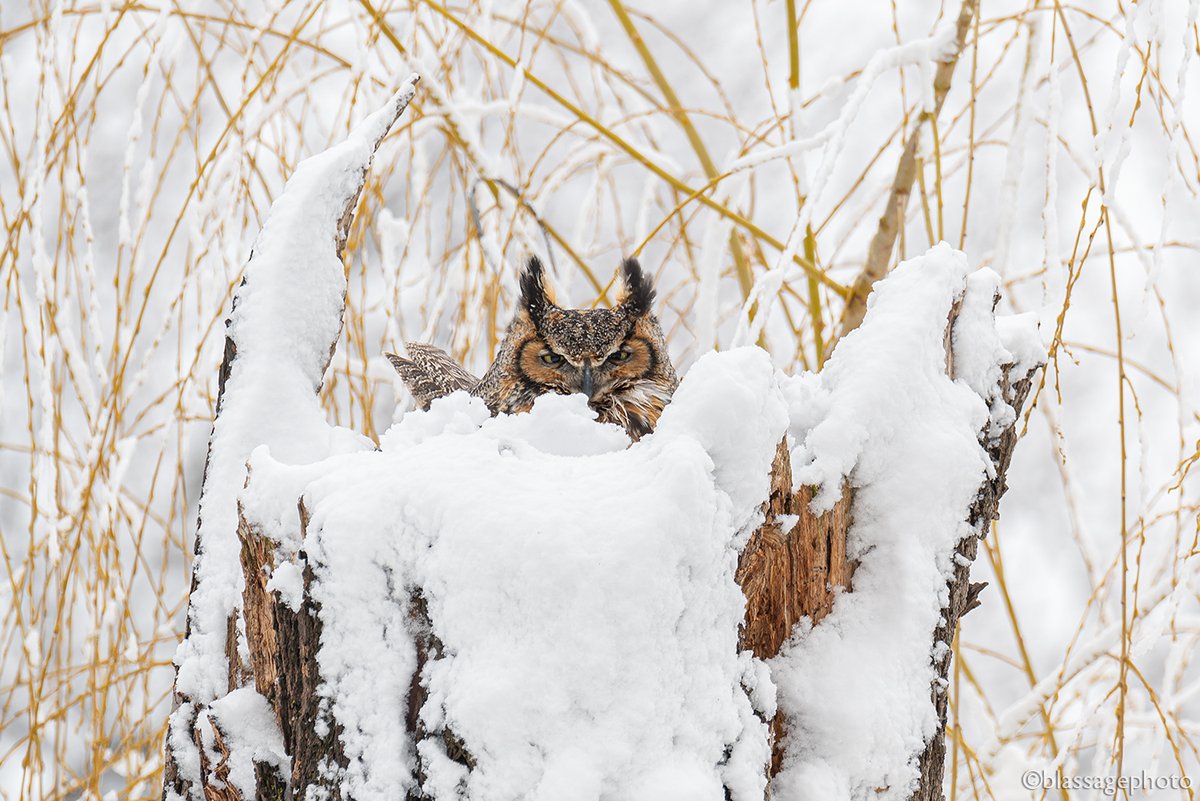 MarkBlassage's tweet photo. A recent snowfall made a great backdrop for this nesting Great Horned Owl in Ogle Co., Illinois.
#greathornedowl #raptor #birdsofprey #owl https://t.co/z7lt0Lz5zg