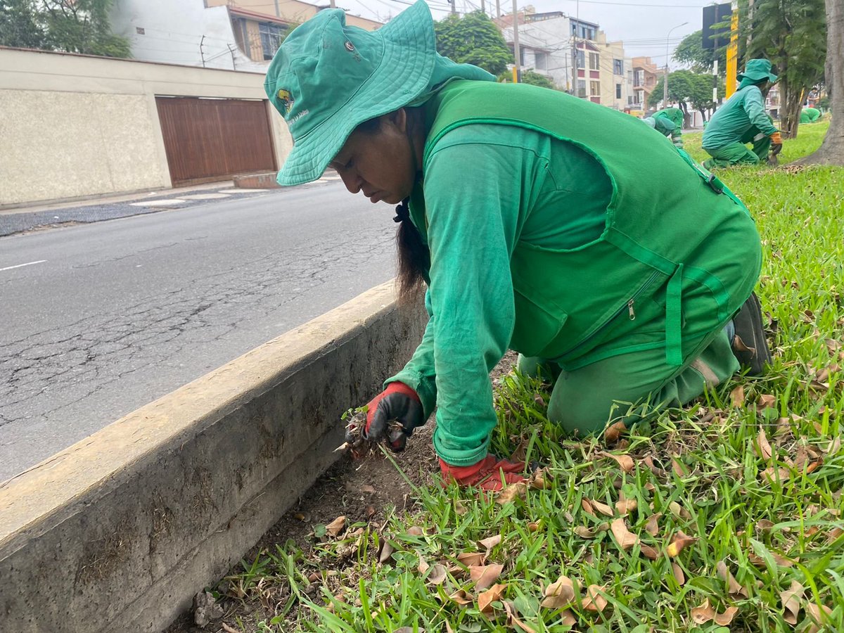Munimolina's tweet photo. EMBELLECEMOS NUESTRO DISTRITO👷♂️
Desde temprano estamos en la avenida Los Constructores realizando el podado de los árboles🌳 y sembrado de flores🌷
#LaMolinaRenace #LimaEste #YoAmoLaMolina #ecología #areaverde #MedioAmbiente https://t.co/R8SjMd1FBT
