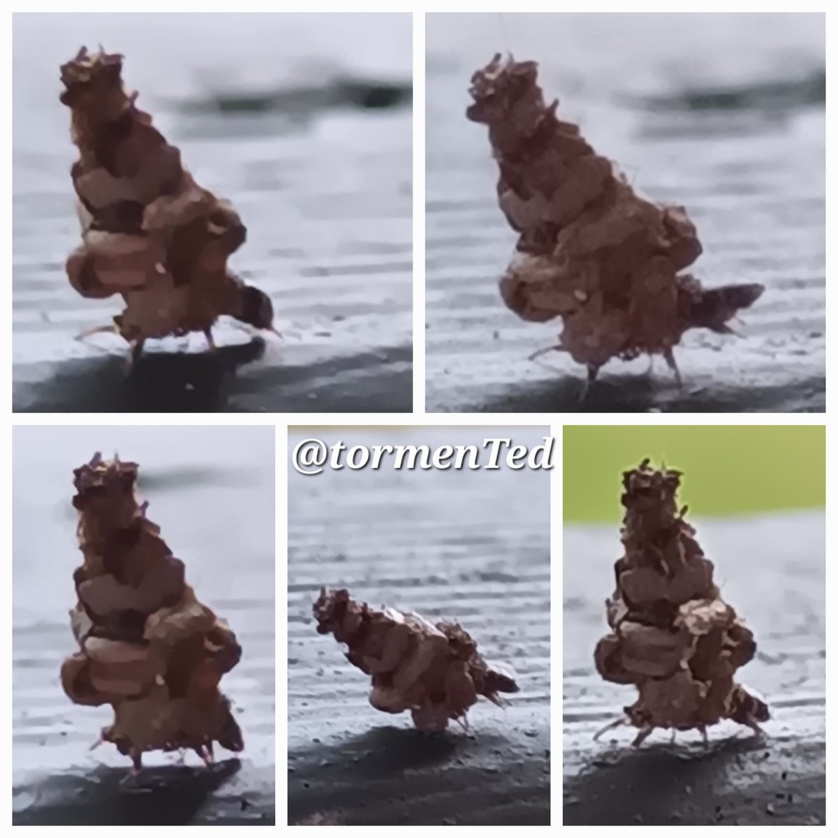 tormenTed's tweet photo. More photos of the tiny dude on his travels. https://t.co/ypCQ6iPsp8